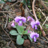 털제비꽃(Viola phalacrocarpa Maxim.) : 청암