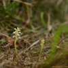 초종용(Orobanche coerulescens Stephan) : 들꽃사랑