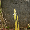 초종용(Orobanche coerulescens Stephan) : 들꽃사랑