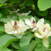일본목련(Magnolia obovata Thunb.) : 별꽃