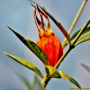 치자나무 : 꽃사랑한동구