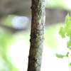 윤노리나무(Pourthiaea villosa (Thunb.) Decne.) : 설뫼*