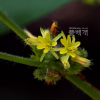 고슴도치풀(Triumfetta japonica Makino) : 무심거사