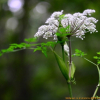궁궁이(Angelica polymorpha Maxim.) : 벼루