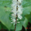 왜승마(Actaea japonica Thunb.) : 현촌
