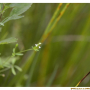 가는네잎갈퀴 : 곰배령