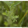 가는네잎갈퀴(Galium trifidum L.) : 무심거사