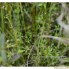 가는네잎갈퀴(Galium trifidum L.) : 무심거사