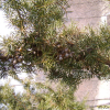 노간주나무(Juniperus rigida Siebold & Zucc.) : 벼루