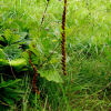 타래난초(Spiranthes sinensis (Pers.) Ames) : 청풍