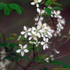 이스라지(Prunus japonica var. nakaii (H.Lev.) Rehder) : habal
