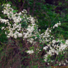 이스라지(Prunus japonica var. nakaii (H.Lev.) Rehder) : habal