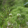 좁은백산차(Ledum palustre var. decumbens Aiton) : 설뫼*