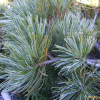 눈잣나무(Pinus pumila (Pall.) Regel) : 청암