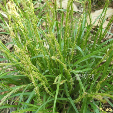 길뚝사초(Carex bostrychostigma Maxim.) : 꽃마리