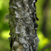물박달나무(Betula davurica Pall.) : habal