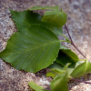 물박달나무(Betula davurica Pall.) : habal