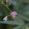 미국잔디갈고리(Desmodium paniculatum (L.) DC.) : 산들꽃