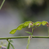 미국잔디갈고리(Desmodium paniculatum (L.) DC.) : 산들꽃