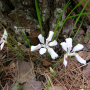 흰각시붓꽃 : 둥근바위솔