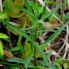 조밥나물(Hieracium umbellatum L.) : 무심거사