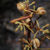 으름난초(Cyrtosia septentrionalis (Rchb.f.) Garay) : 고들빼기