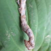 수정난풀(Monotropa uniflora L.) : 풀배낭