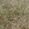 향부자(Cyperus rotundus L.) : 식물천국