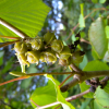 히어리(Corylopsis coreana Uyeki) : 별꽃
