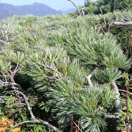 눈잣나무(Pinus pumila (Pall.) Regel) : 풀배낭
