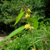고슴도치풀(Triumfetta japonica Makino) : 통통배