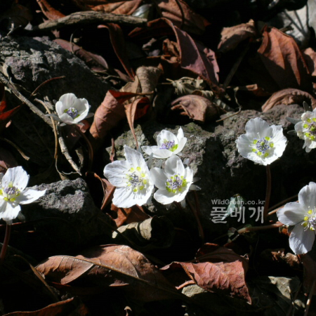 변산바람꽃(Eranthis byunsanensis B.Y.Sun) : 들꽃사랑