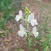 애기금어초(Linaria incarnata) : 산들꽃