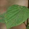 산가막살나무(Viburnum wrightii Miq.) : 현촌