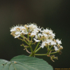 산가막살나무(Viburnum wrightii Miq.) : 현촌