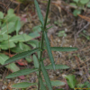 버들마편초(Verbena bonariensis L.) : 산들꽃