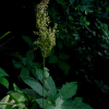 단풍터리풀(Filipendula palmata (Pall.) Maxim. ) : 도리뫼