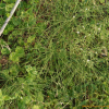 능수쇠뜨기(Equisetum sylvaticum L.) : 벼루