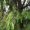 노간주나무(Juniperus rigida Siebold & Zucc.) : 벼루