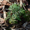 숲고사리삼(Botrychium atrovirens (Sahashi) M.Kato) : 산들꽃