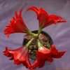 아마릴리스(Hippeastrum hybridum Hort) : 산들꽃