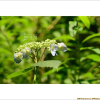 산수국(Hydrangea macrophylla (Thunb.) Ser. subsp. serrata (Thunb.) Makino) : 벼루