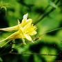 노랑매발톱 : 꽃사랑한동구