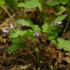 우산제비꽃(Viola woosanensis Y.N.Lee & J.Kim) : 통통배