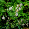 큰비짜루국화(Symphyotrichum expansum (Poepp. ex Spreng.) G.L.Nesom) : 무심거사