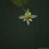 각시수련(Nymphaea tetragona var. minima (Nakai) W.T.Lee) : 바지랑대