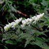 투구꽃(Aconitum jaluense Kom.) : 현촌