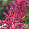 색비름(Amaranthus tricolor L.) : 산들꽃