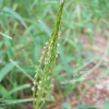 바랭이(Digitaria ciliaris (Retz.) Koeler) : 들국화