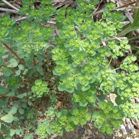등대풀(Euphorbia helioscopia L.) : 봄까치꽃